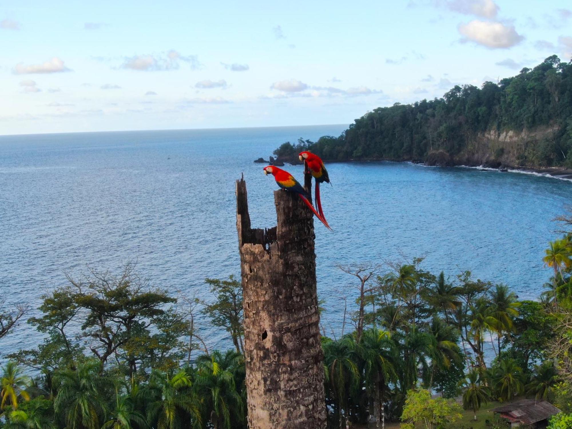 Corcovado Wilderness Lodge By Scp San Pedrillo Exterior photo